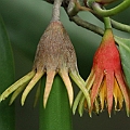 Bruguiera gymnorhiza (Large-leafed Orange Mangrove) オヒルギ on Mangrove Boardwalk in Cairns<br />Canon EOS 7D + EF70-200 F4L IS +EF1.4xII